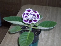SDC18239.webp