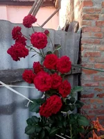 IMG_20150701_191913.webp