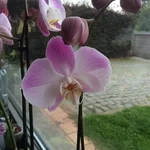 image.webp