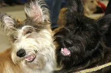 gizmo10.jpg