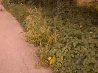 -0059.webp
