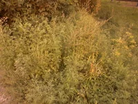 -0058.webp