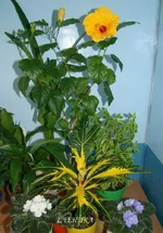 DSC08611_.webp
