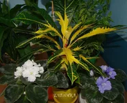 DSC08613_.webp