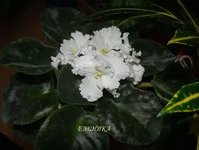 DSC08614_.webp