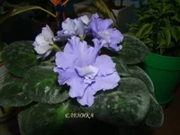 DSC08620_.webp