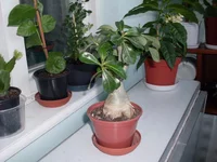SDC18294.webp