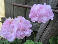 crop_134746363_RKNKFW.webp