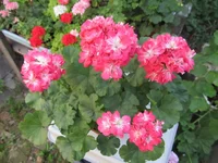 crop_134746462_g9izA.webp