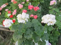 crop_134746499_OY7uBM.webp