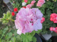 crop_134746394_ld1n.webp