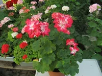 crop_134746651_gHcTv.webp