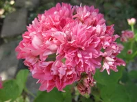 crop_134746744_pNkGa.webp