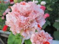 crop_134746777_gYq8.webp