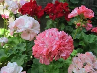 crop_134746860_LdX8.webp