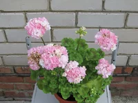 crop_133959332_y3AT.webp