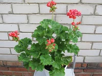 crop_133959268_RglYoun.webp