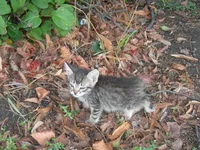 DSCN186220060907_1.webp
