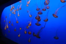 Bday_Monterey 083.webp