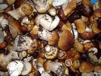 mushrooms.webp