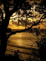 2.webp