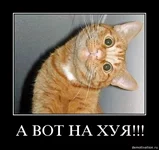 qoc8c1j482gs.webp