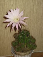 IMG_2026.webp