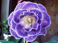 Blue_Pearl_Field.webp