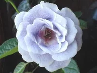 DSC03997.webp