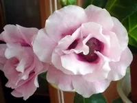 Pink_Pleasures.webp