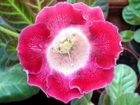 Tigrina_Red(Miranda).webp