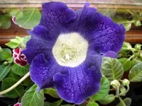 Tigrina_Blue.webp