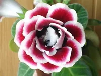 Scarlett2.webp