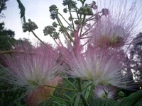 PIC_0133.webp