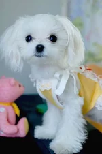2587271a.webp