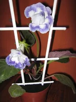 IMG_2019.webp