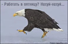 1451.webp