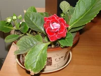 .webp