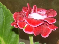 1.webp