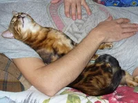 346.webp