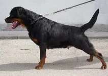 DAXI_20PERFIL.webp