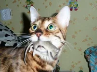 normal_%D0%A1%D0%B6%D0%B0%D1%82%D0%B0~0.webp