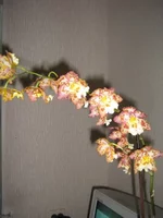rf.webp