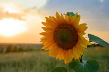SunFlower.jpg
