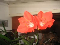 IMG_0991.webp