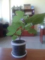 2015-08-12 11.51.42.webp