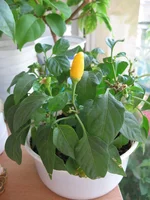  (9).webp