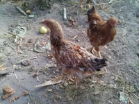 2015831165707.webp