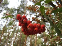 IMG_7553_1.jpg