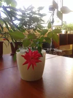 2015-09-09 16.24.22.webp